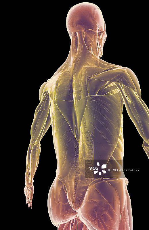 上半身肌肉图片素材