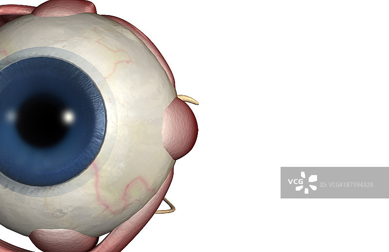 眼睛肌肉图片素材