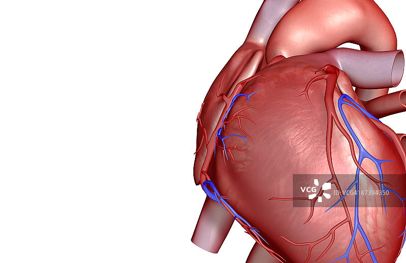 心脏的冠状血管图片素材