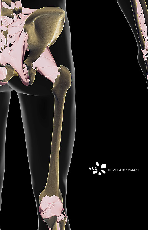 髋部和下肢的韧带图片素材