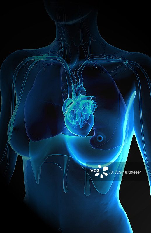 心脏与呼吸系统图片素材