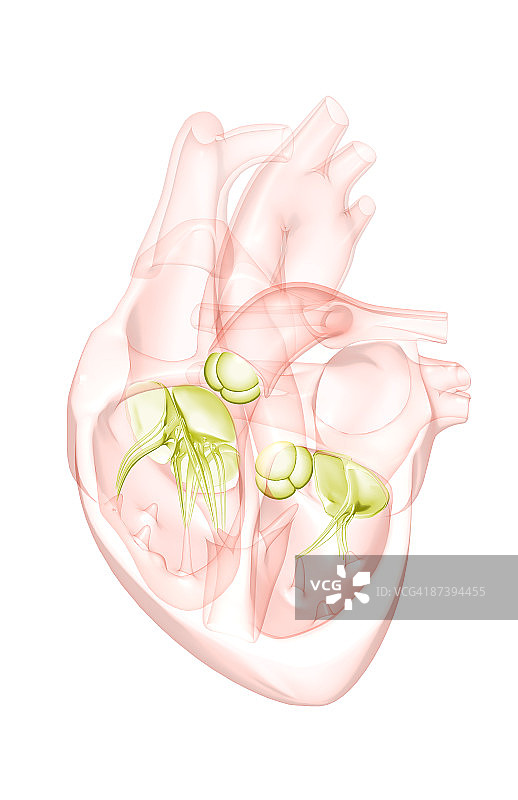 心脏的剖面解剖图片素材