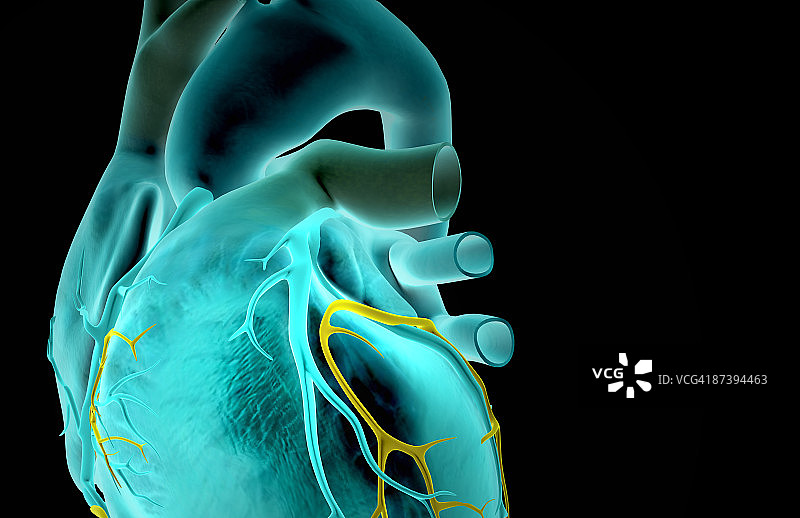心脏的冠状血管图片素材