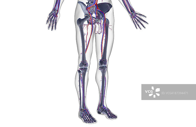 下半身的血液供应图片素材