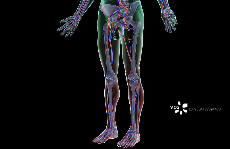 下半身的血液供应图片素材