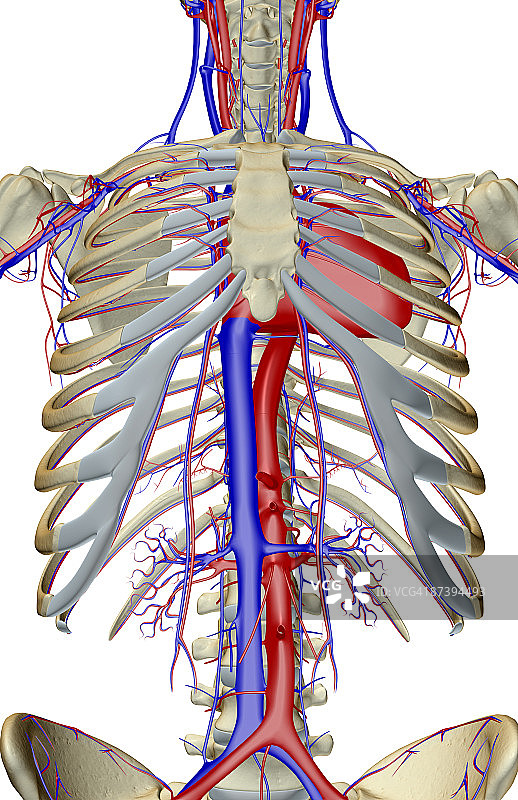 树干的血液供应图片素材