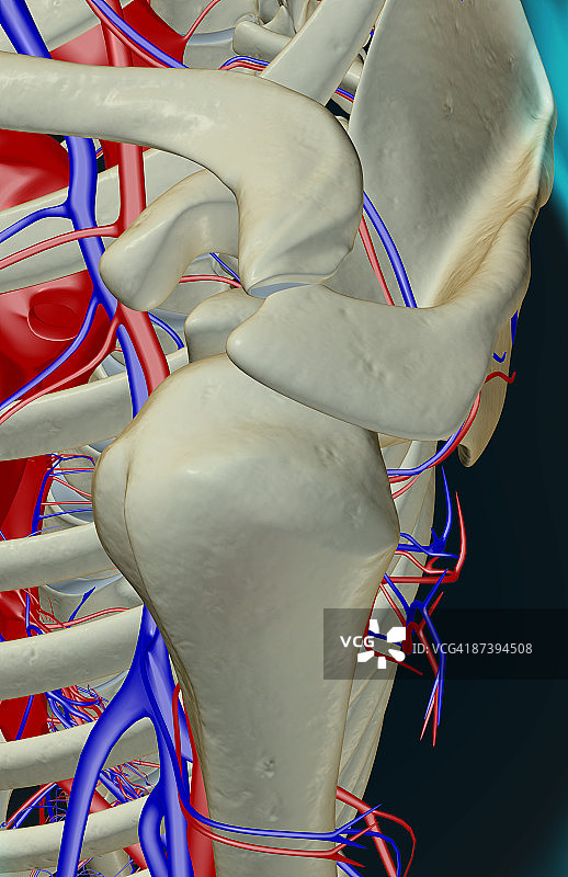 肩部的血液供应图片素材