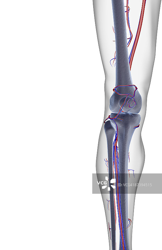 膝盖的血液供应图片素材