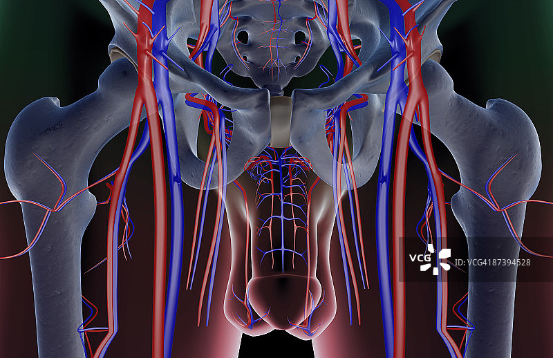 骨盆的血液供应图片素材