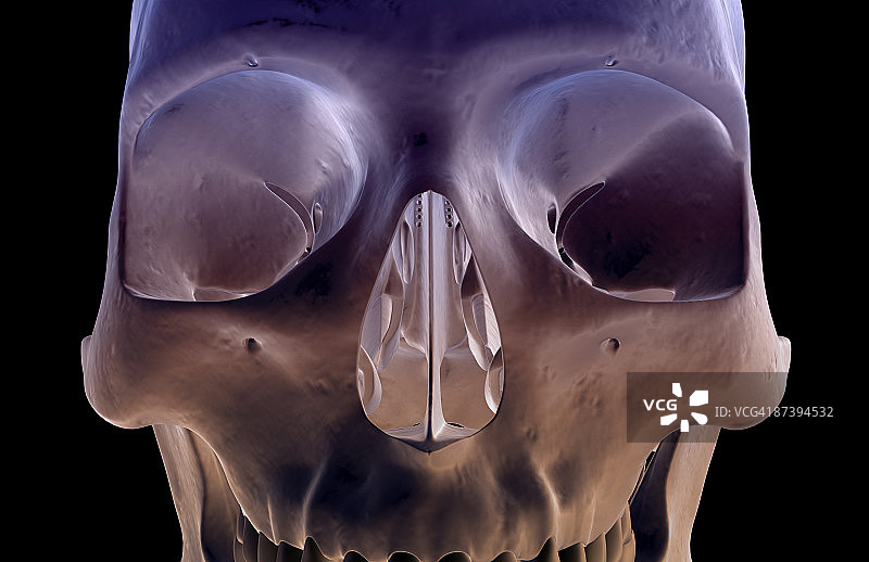 面部骨骼图片素材