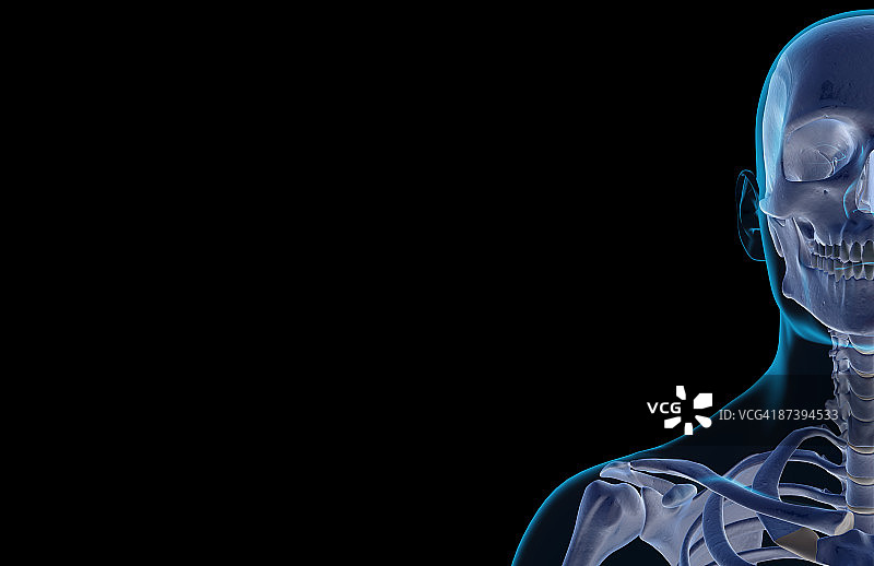 头部和颈部骨骼图片素材