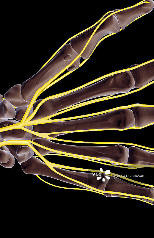 手部神经图片素材