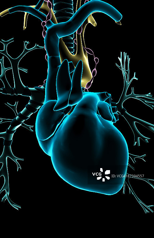 心脏图片素材