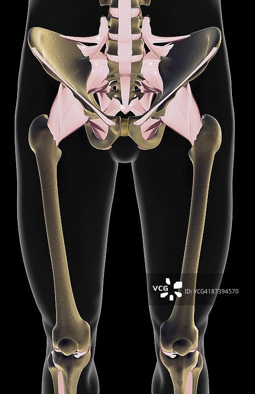 下肢韧带图片素材