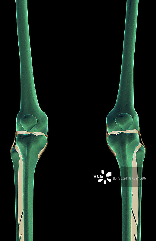 膝盖的韧带图片素材