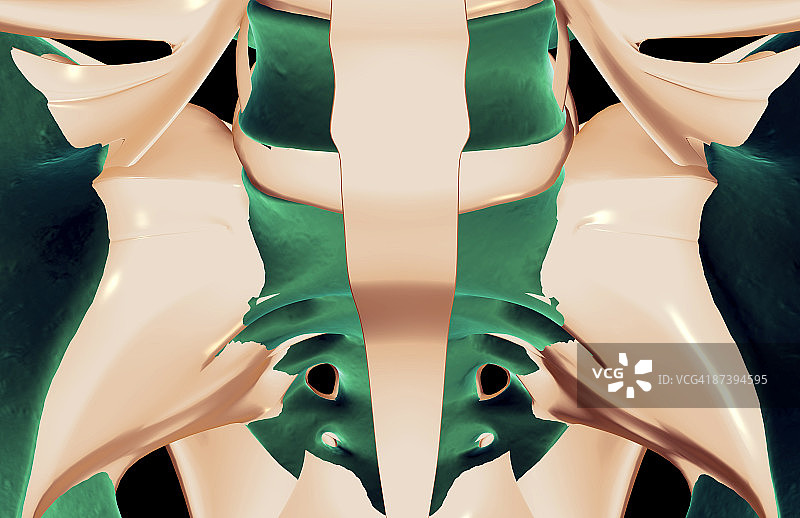 骨盆韧带图片素材