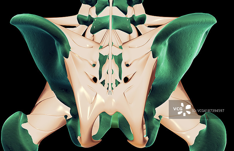 骨盆韧带图片素材