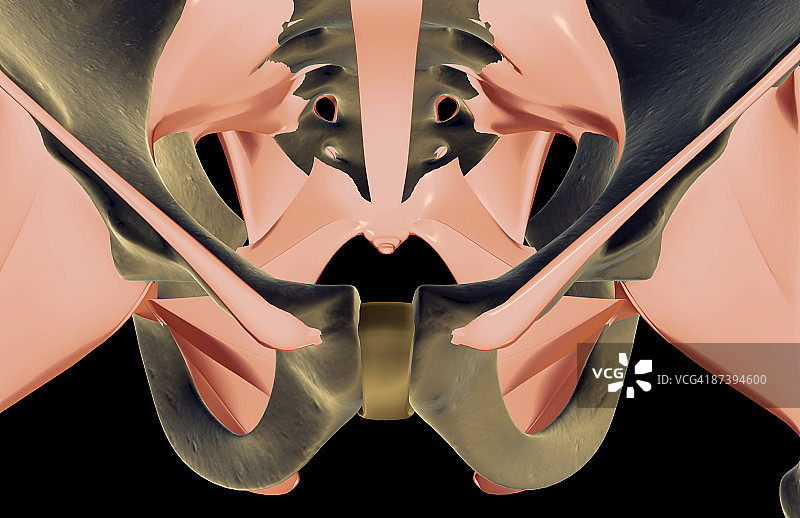 骨盆韧带图片素材