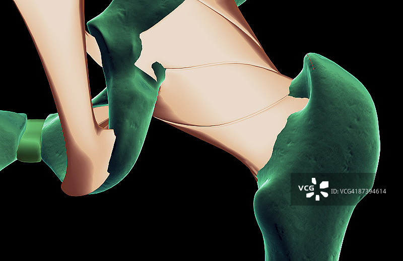 髋部韧带图片素材