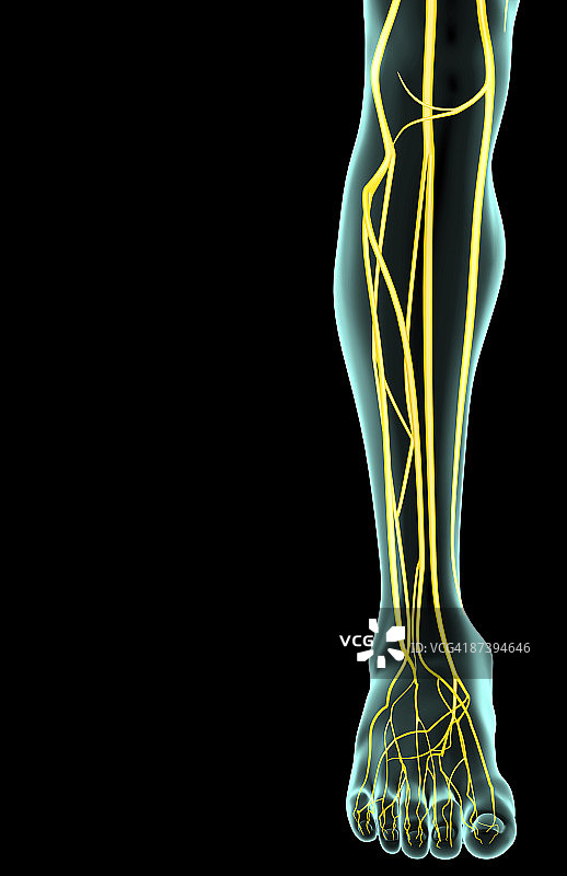 腿部神经图片素材
