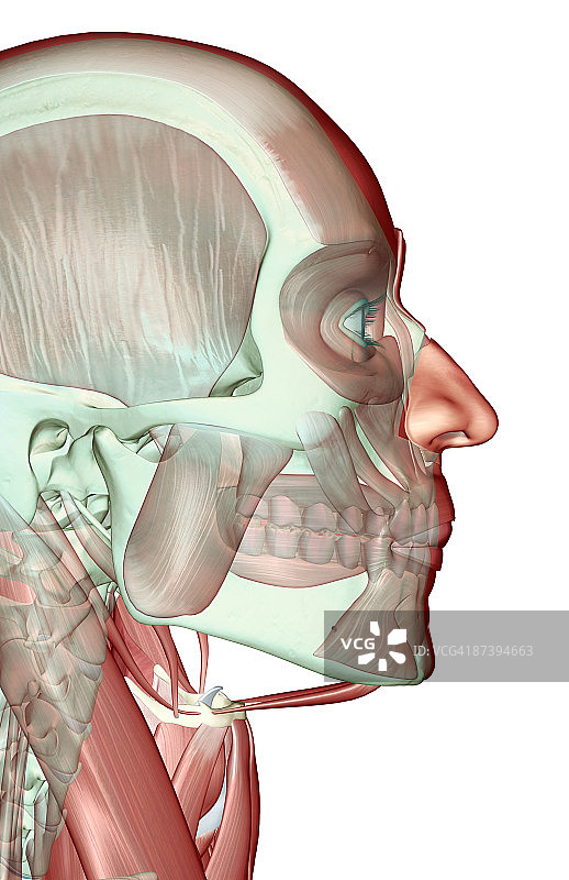 头部和颈部的肌肉骨骼图片素材