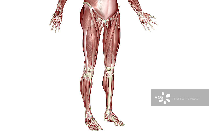 下半身的肌肉图片素材