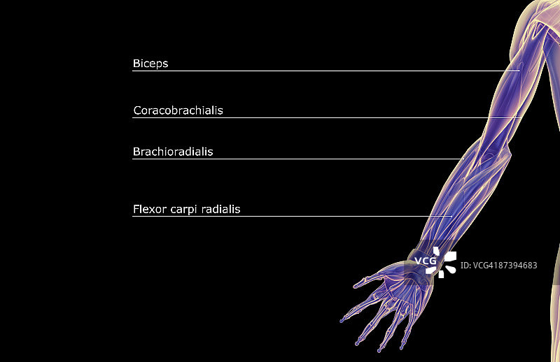 上肢肌肉图片素材