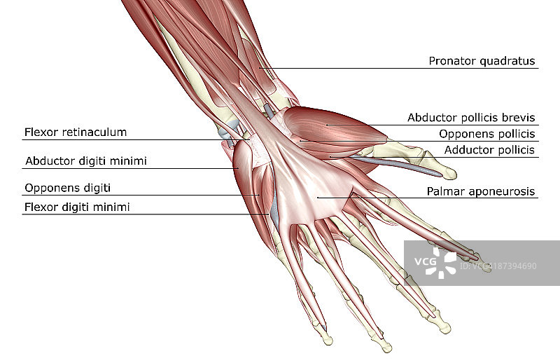 手部肌肉图片素材