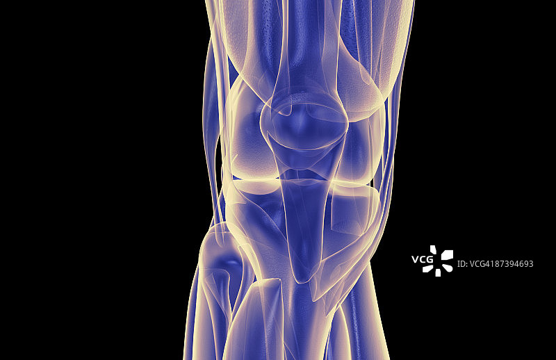 膝盖肌肉图片素材