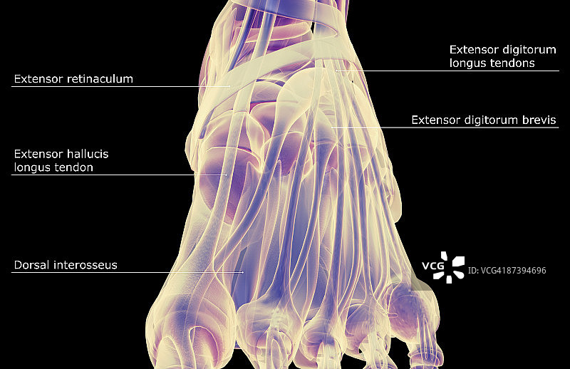 足部肌肉图片素材