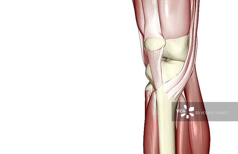 膝盖肌肉图片素材