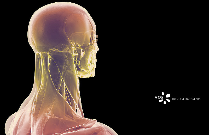 头部和颈部肌肉图片素材