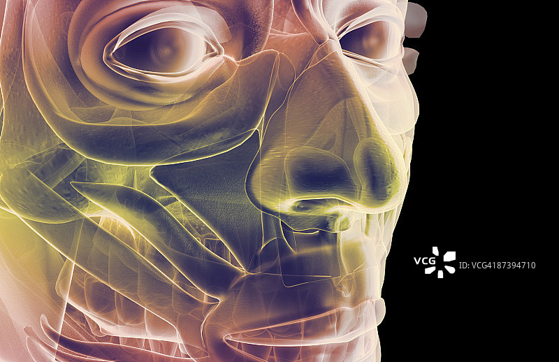 面部肌肉结构图片素材