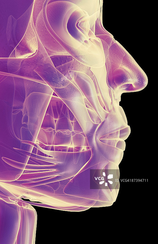 下颌肌肉图片素材