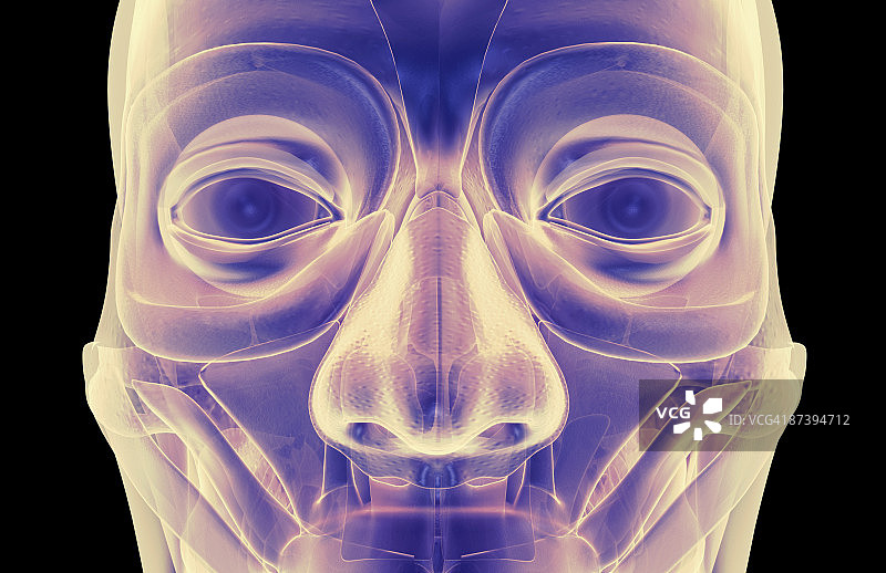 面部肌肉结构图片素材