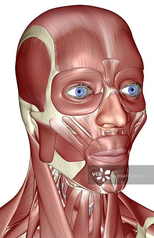 头部和颈部肌肉图片素材