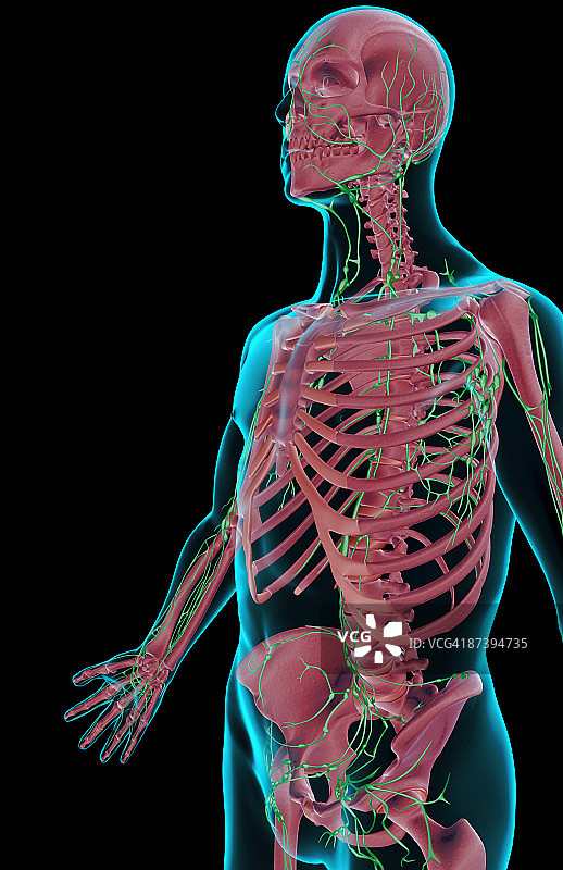 上半身的淋巴供应图片素材