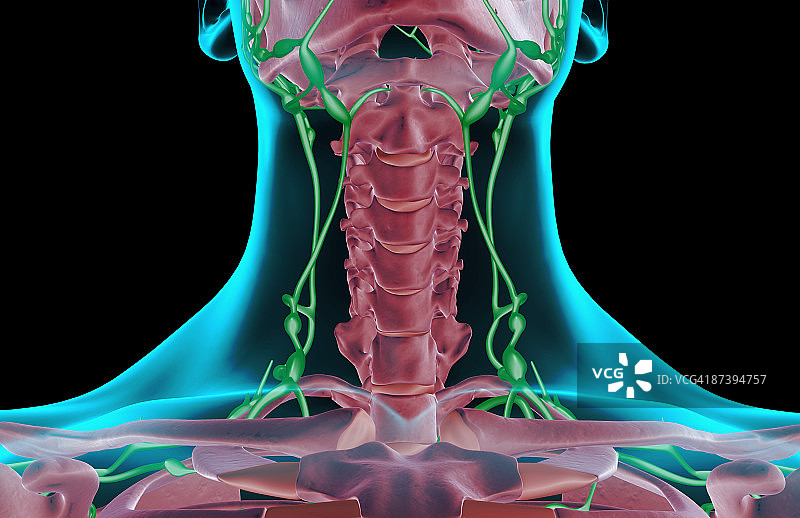 颈部淋巴供给图片素材