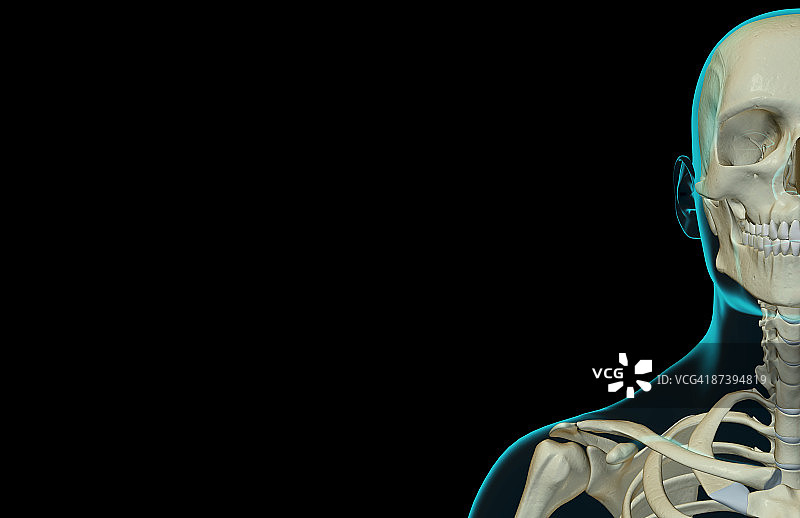 头部和颈部骨骼图片素材