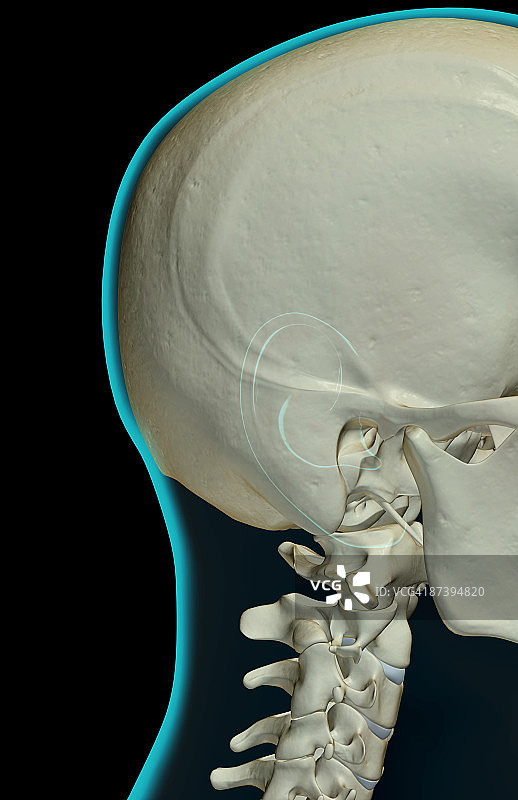 头部和颈部骨骼图片素材