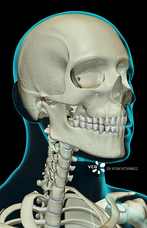 头部、颈部和面部骨骼图片素材