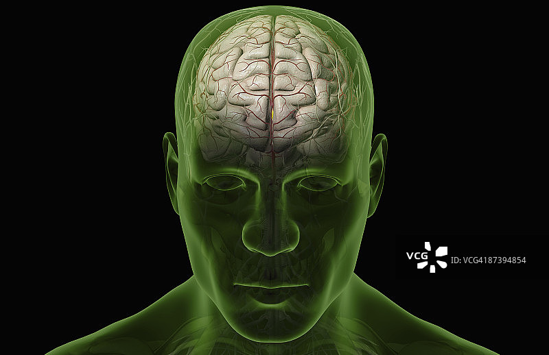 大脑动脉图片素材