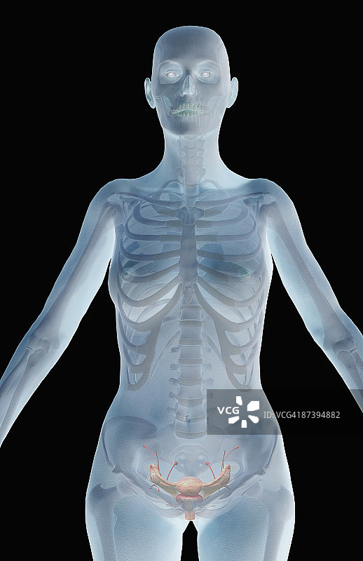 女性生殖系统图片素材