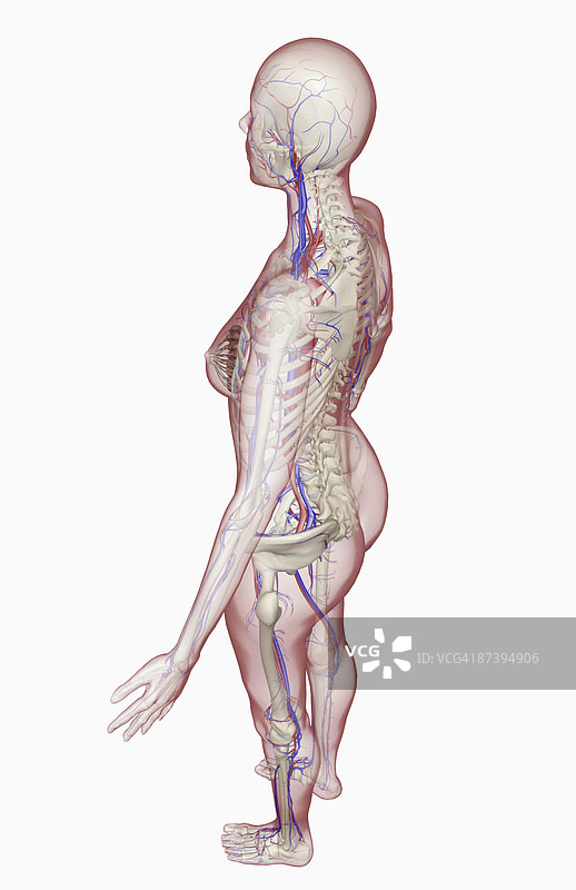 血管系统图片素材