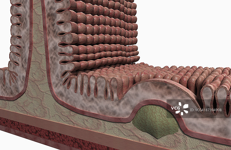 肠壁图片素材