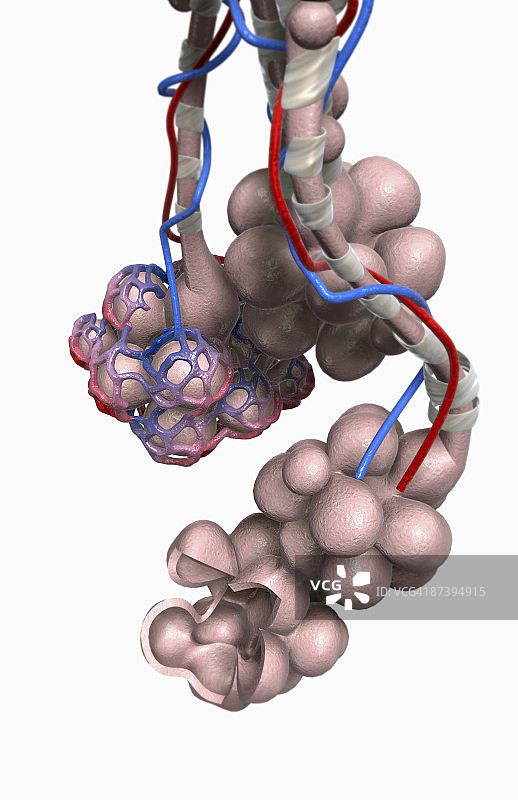 肺泡图片素材