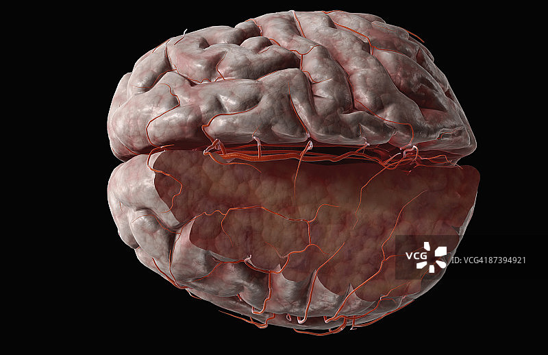 大脑动脉图片素材