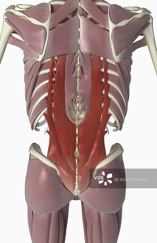 背部肌肉图片素材