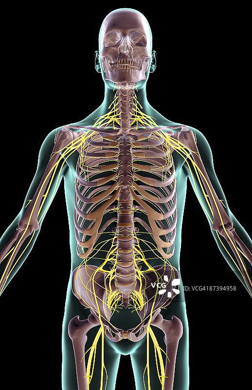 上半身神经分布图片素材