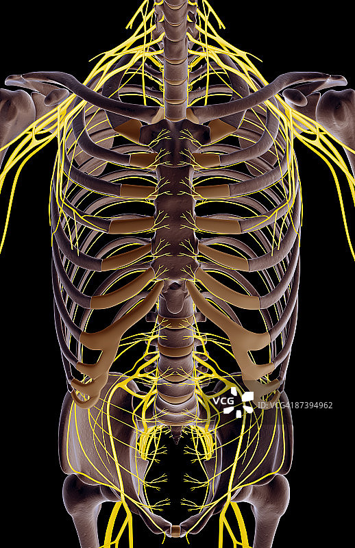 躯干神经图片素材